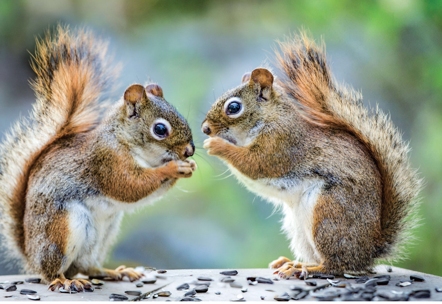 the secret life of squirrels by nancy rose